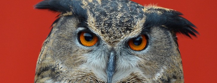 Hootsuite now suggests content worth sharing, as it rebrands and rolls out a new logo too