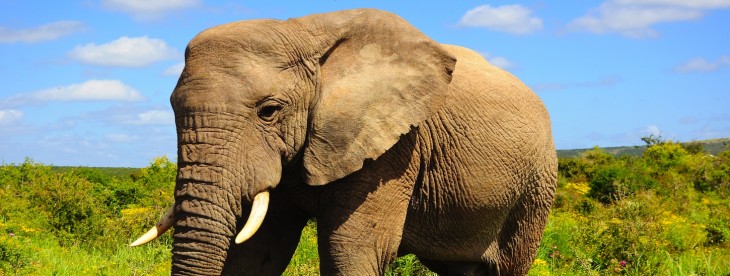 Evernote gives 6 months of free premium service to Deutsche Telekom customers in 12 new countries