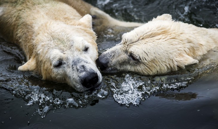 Google releases 360-degree Street View photos for the ‘polar bear capital of the world’