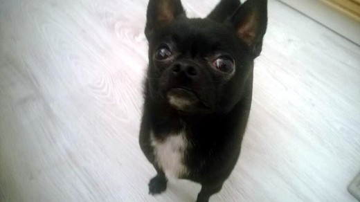  Life after Kickstarter: How Petcube is preparing its pet focused gadget for the mass market