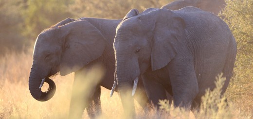 Luxury Tourism In Botswana