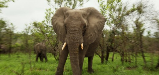 107405549 520x245 photo 107405549 520x245 Evernote for Android now supports handwritten notes