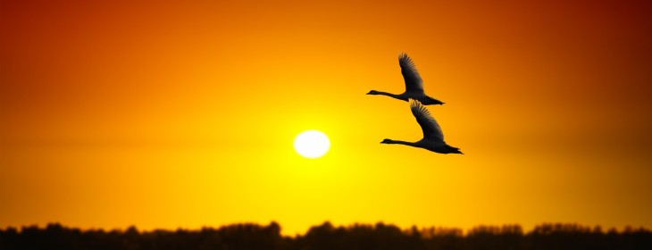 BirdFlight: A free Web-based beta testing platform for iOS and Android apps
