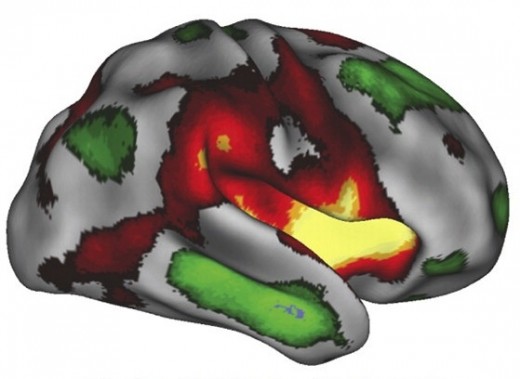 The science behind optimizing a productive work environment brain 520x379 The science behind optimizing a productive work environment