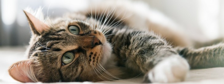 Now you can sit back and let IFTTT find the hottest cat GIFs on the web for you