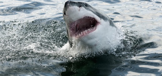 great white shark