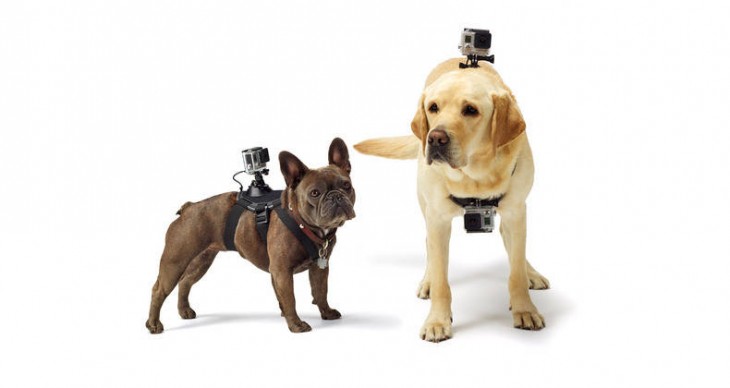 GoPro’s Fetch harness lets you capture the world from a dog’s point of view