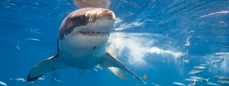 Grooveshark brings its music streaming service to the Google Chromecast
