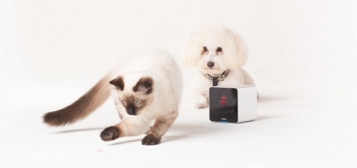 Petcube_Camera-Dog&Cat