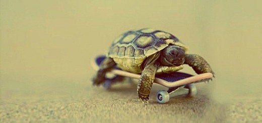 fast turtle