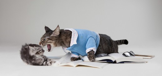 scary cats