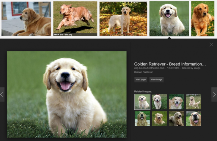 golden retrievers google search 800x523 730x477 How to optimize blog images to maximize impact on social media and search