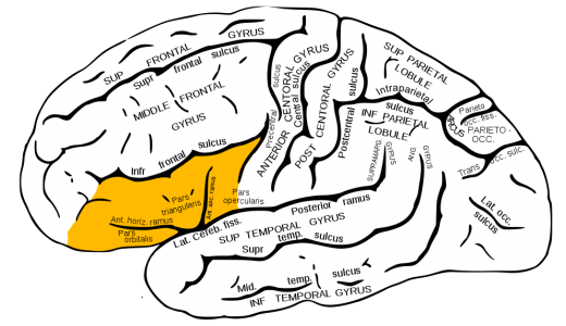 Gray726 inferior frontal gyrus 520x300 Demystifying the muse: 5 creativity myths you need to stop believing