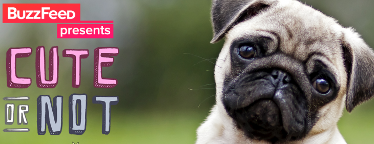 Buzzfeed launches its first experimental app which naturally is about cute animals