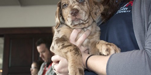 aspca-feature
