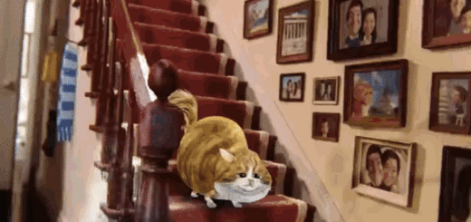 BritishGasCat