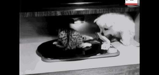 Cat's one good DJ