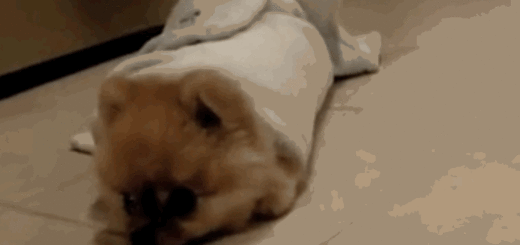 Dogs on demand: Openpuppies gives you cute GIFs when you most need them Rolling puppy