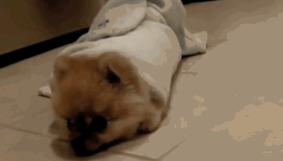 Dogs on demand: Openpuppies gives you cute GIFs when you most need them