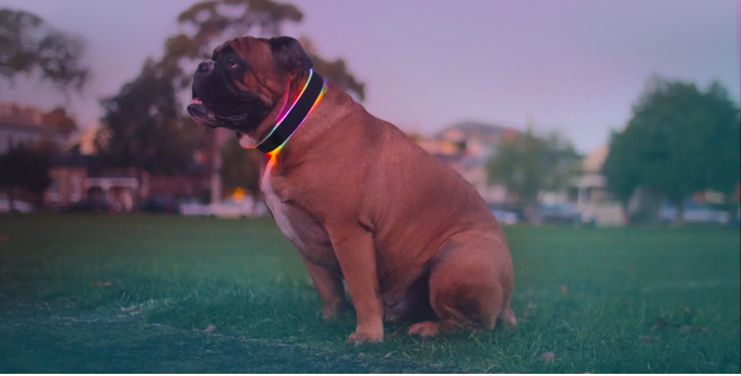 Buddy is a glowing smart collar for your dog