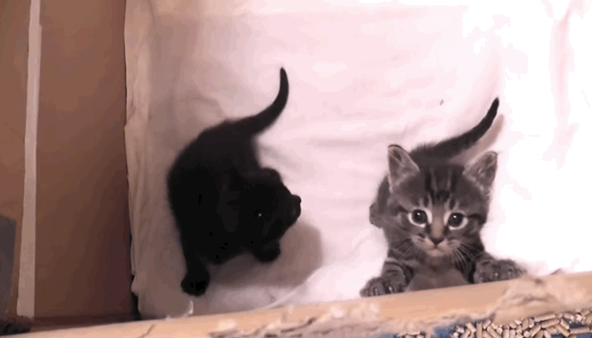 For National Cat Day, Uber’s got kittens