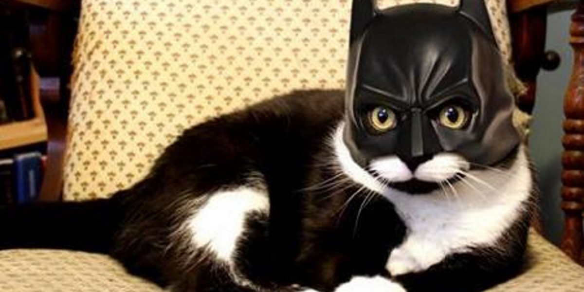 Solidarity over kitty pictures on #BrusselsLockdown hashtag was a great use of Twitter Moments