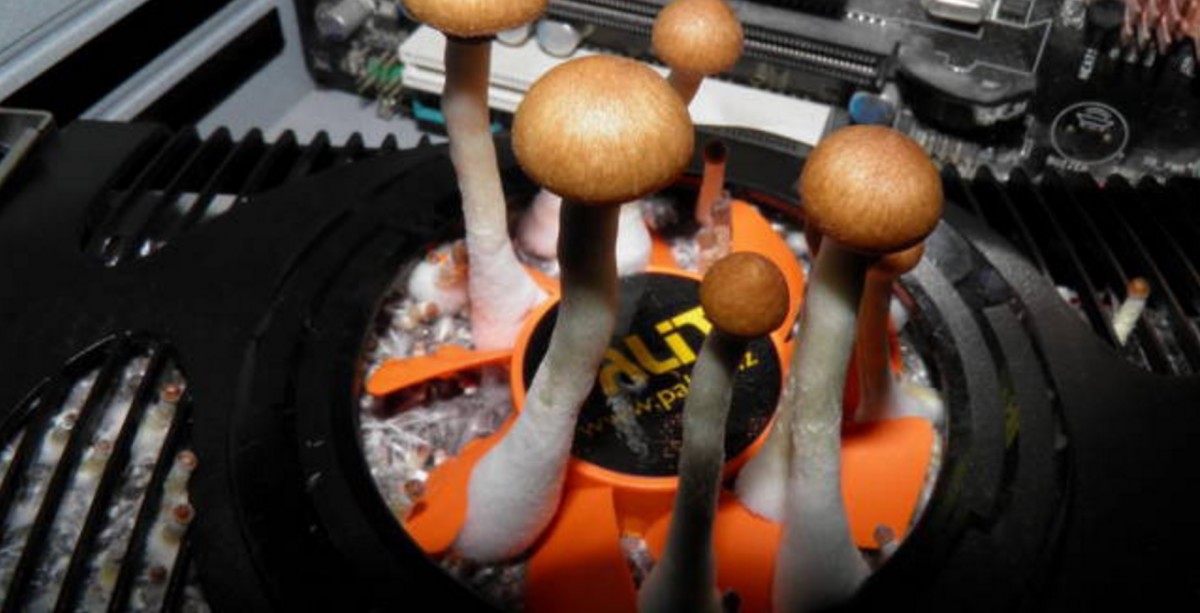 PSA: If you don’t want to grow shrooms in your GPU, you should probably clean your computer