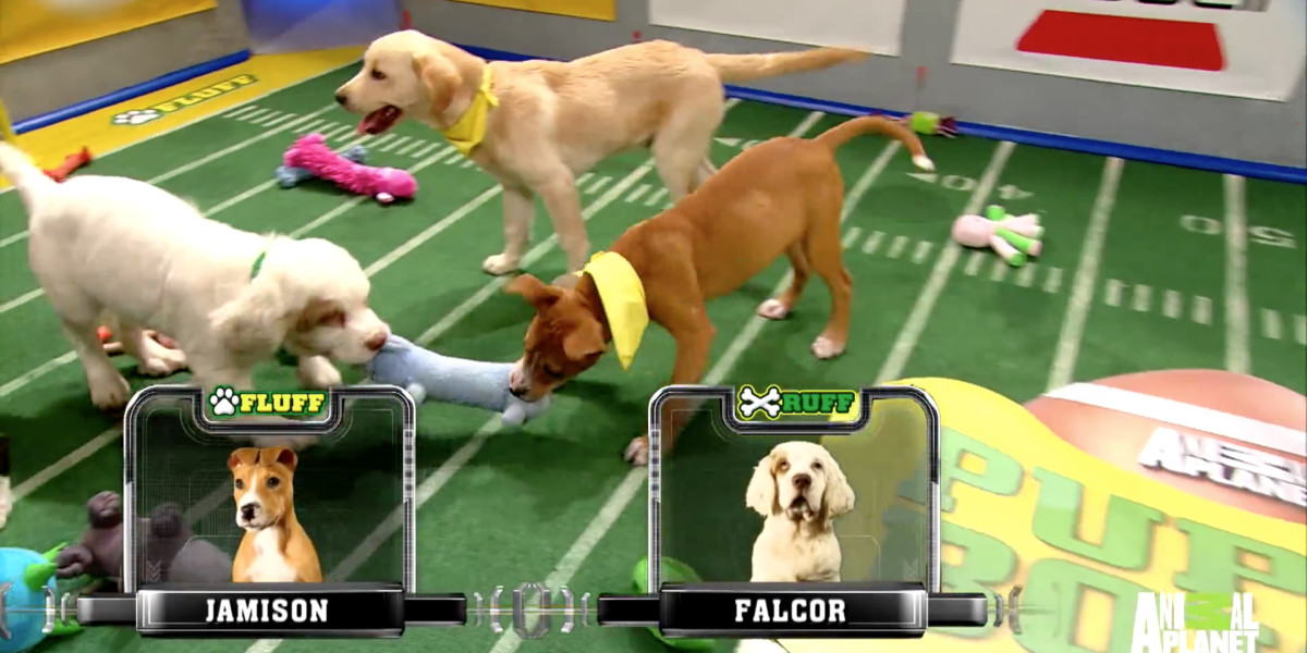 Not a football fan? Catch the Puppy Bowl in 360-degree VR instead
