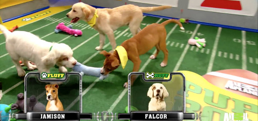 Not a football fan? Catch the Puppy Bowl in 360-degree VR instead puppy-bowl