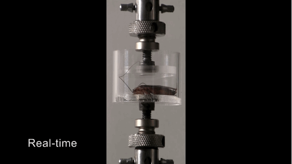 UC Berkeley researchers are testing robot roaches that could save your life one day