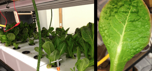 Google vertical farming