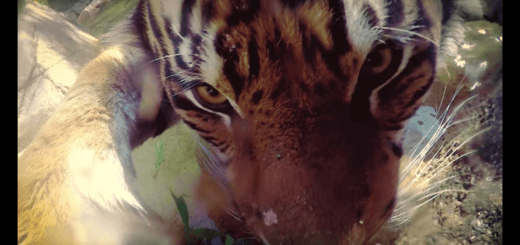 GooglePhotosTigerSelfie2