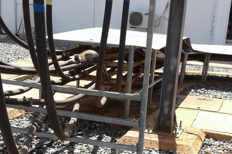 Monkey stumbles into a power plant, sends Kenya on a nationwide blackout
