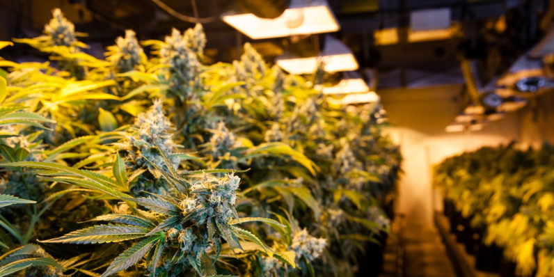 Microsoft’s getting into the (legal) weed business