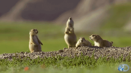 Your new travelling buddies.