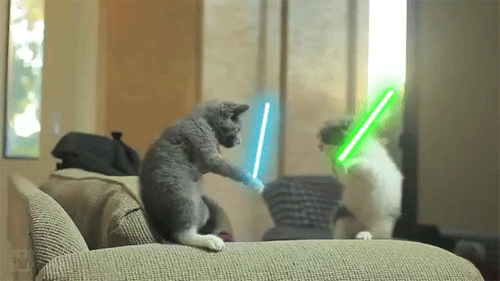 cat fight