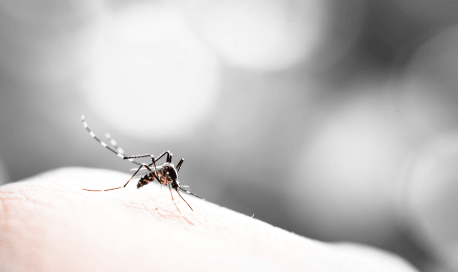 mosquito Merck