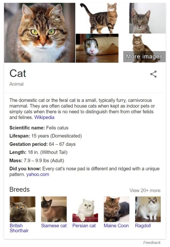 cats-more-did-you-know-google