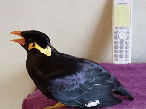 I can’t stop watching this bird speak perfect Japanese
